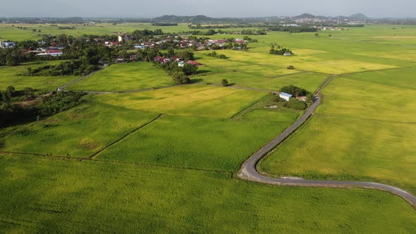 Drone view paddy field