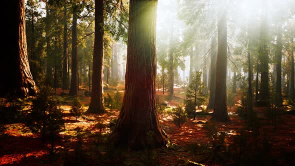 Giant Sequoias in the Giant Forest Grove in the Sequoia National Park