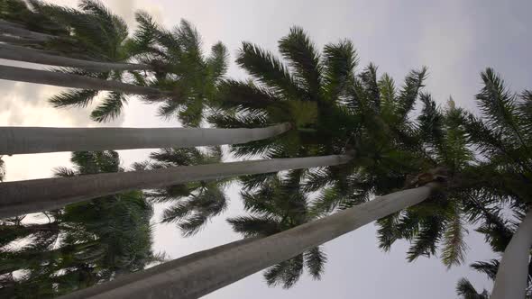 Vertical Motion Footage Tall Palm Trees 4k 60fps