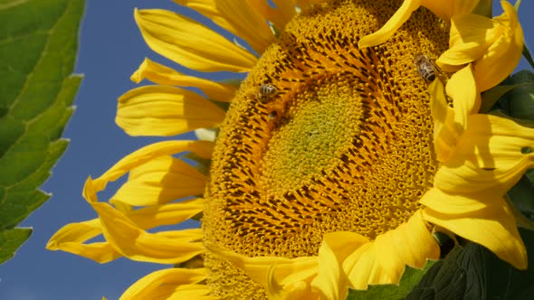 Honey bees over sunflower Helianthus annuus plant disc floret 4K footage