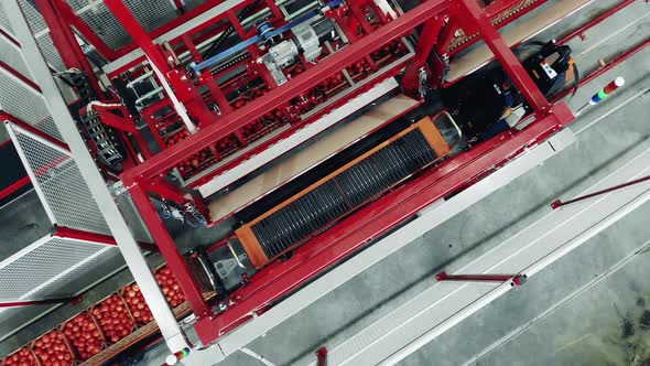 Tomatoes Transportation Process Held By a Conveyor in a Top View