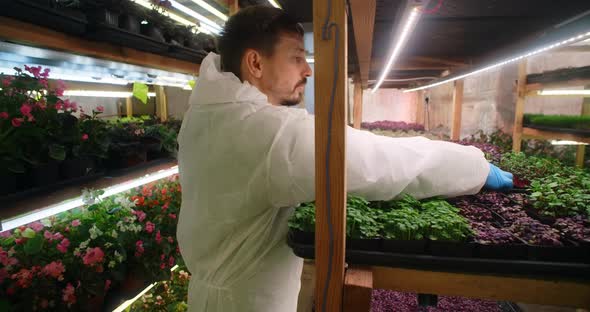 Farmer Checks Microgreens Sprouts on the Shelves of the Vertical Farm Vitaminized Superfood