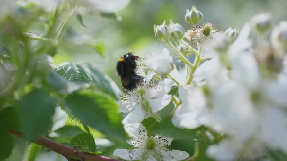 Close up of a bumblebee collecting nectar on a white spring blackberry flower.