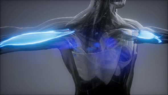 Biceps - Visible Muscle Anatomy Map alt