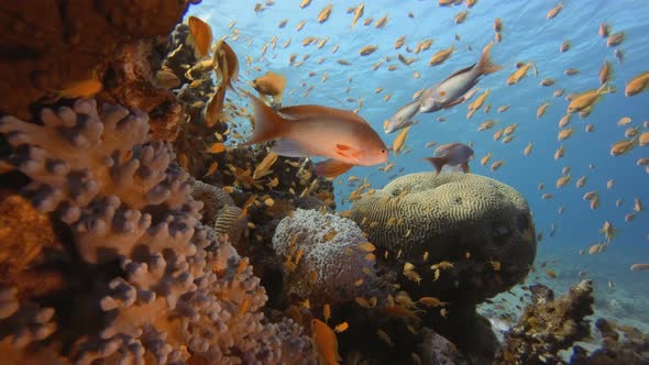 Reef Coral Scene