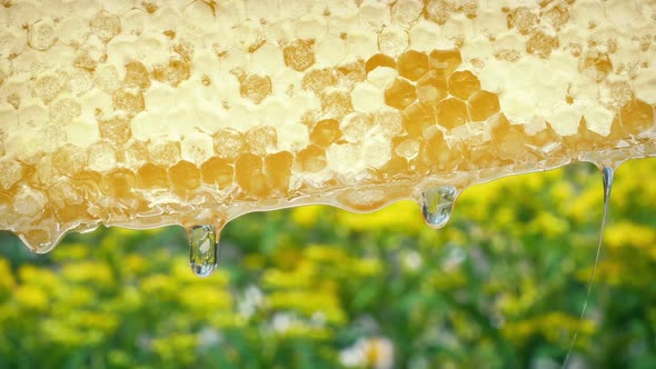 Honeycomb Drips Outside With Flowers In Background