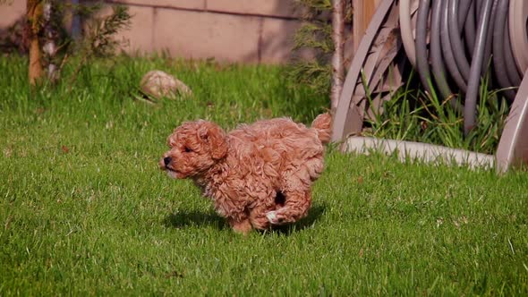 Cute poodle puppy playing in slow motion