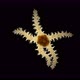 Ophiures under a microscope, similar to Asteroidea (sea star), type Echinodermata - VideoHive Item for Sale
