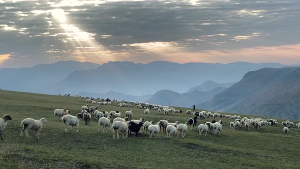 White Sheep Black Goats Herding Flock By Dog Cattle and Strong Shepherd in Mountain High Green Hills