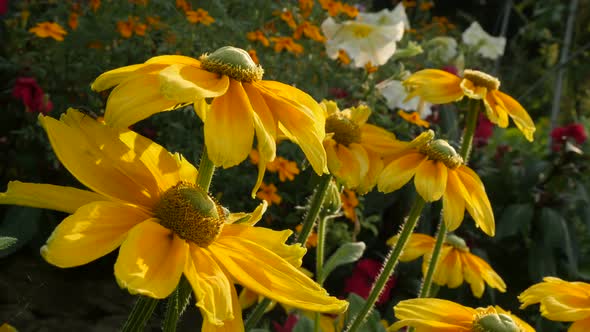 Garden full of Rudbeckia hirta Irish Spring flower  4K 3840X2160 30fps  UltraHD footage - Orange Rud