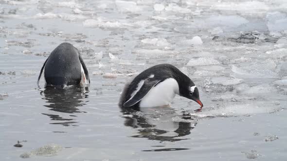 Gentoo Penguins on the Beach in Antarctica