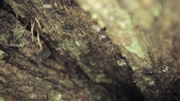 Beautiful Macro Shot of a Bunch of Ants Moving Up a Tree