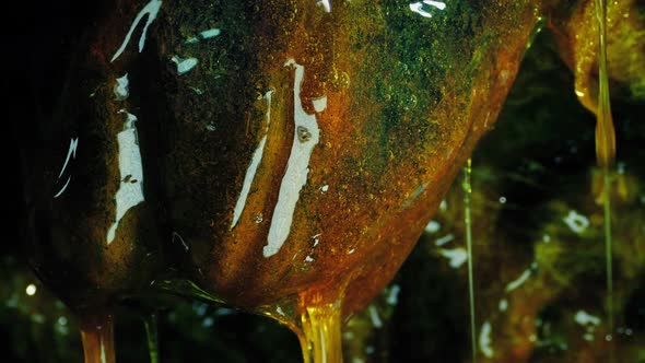 Disgusting Alien Organism Dripping Slime