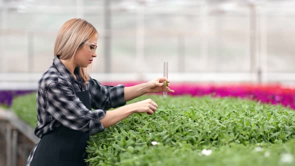 Young Female Farmer Pouring Seedling Holding Glass Tube Working at Greenhouse Medium Shot