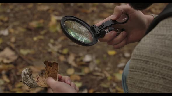 Close-up of Male Hands Holding Magnifying Glass and Looking at the Tree Bark Piece Through It