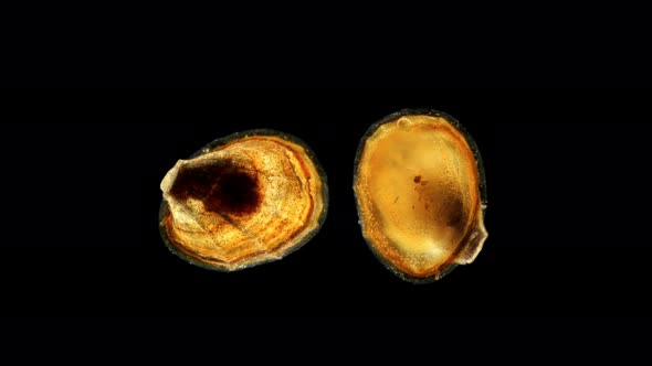 Mollusk Baicalancylus Boettgerianus Under a Microscope, Family Acroloxidae, Endemic Species That
