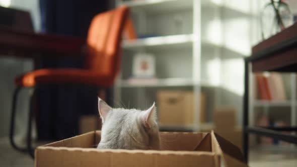 Cat Sitting in Cardboard Box in Living Room