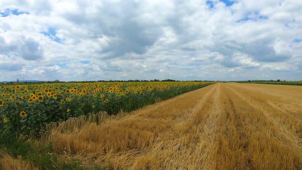 Cloudy sky on the sunny day above big sunflower and wheat fields. Agriculture concept with slow moti
