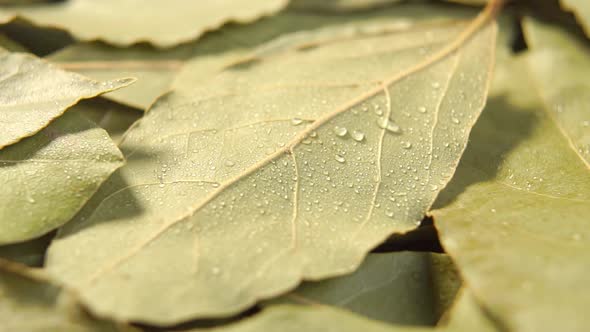 Spraying and dripping on dry bay leaf in slow motion. Wet dried seasoning aromatic leaf with drops
