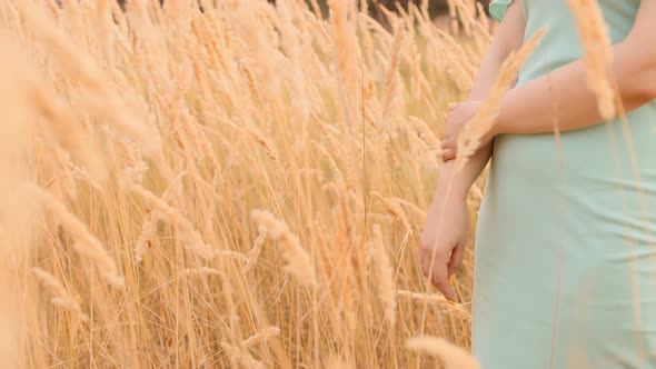 Close Up of Body Part of Woman in Ears of Wheat