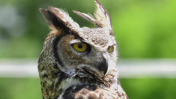 great horned owl blinks with one eye slow motion 4k