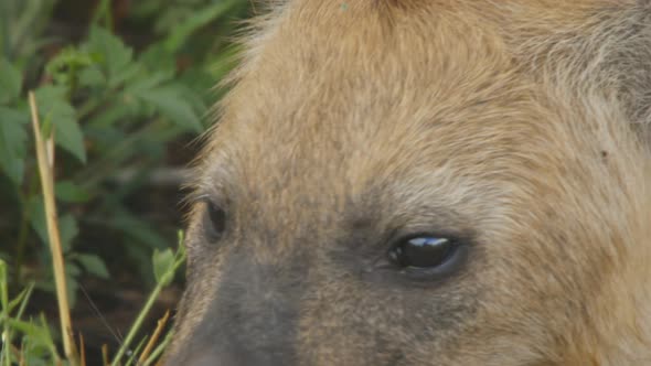 Close up of a hyena`s head. First it grabs a stick and then start to lick the own paw.