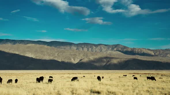 Fields Cattle and Mountains Time Lapse