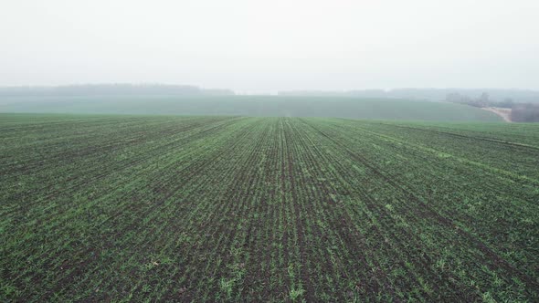 Fast Motion Along Long Parallel Rows of Small Green Seedlings Planted in Fertilized Soil on Farm