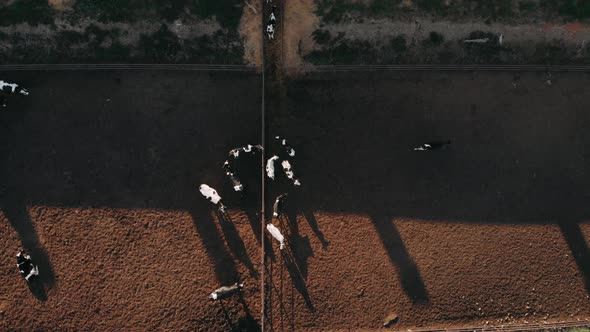 A Cowshed Barn with Lots of Cows. Aerial Drone Shot. Cows From a Dairy Farm Brought To Slaughter at