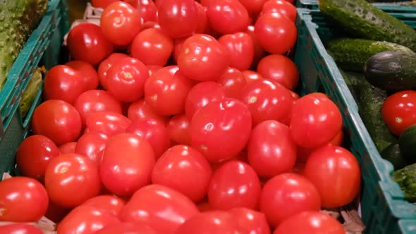 Red Tomatoes Harvested on a Farm Tomatoes in Boxes in the Market