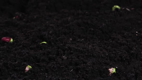 Plants Growing From Seed in Timelapse Bean Sprouts Germination Food and Vegetable Cultivation
