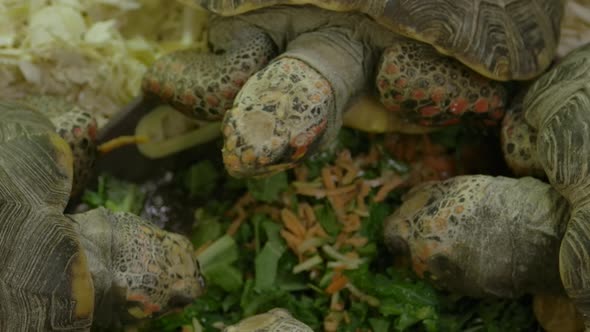 Box tortoises eating a delicious salad in a group