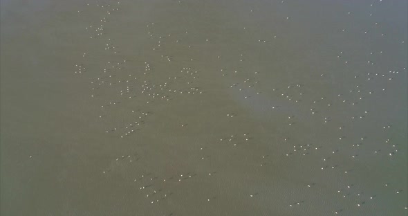 Aerial of a Flock of Flamingos Over Salt Lake