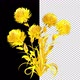 Golden Bouquet - VideoHive Item for Sale