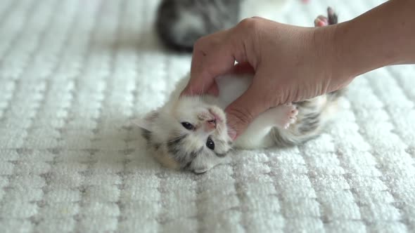 Asian Woman Playing With Her Tabby Cat