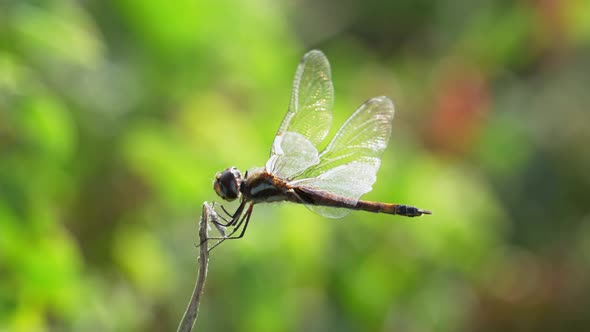 Close Up Of Dragonfly Perched With Transparent Wings And Flying Away. Bokeh Background