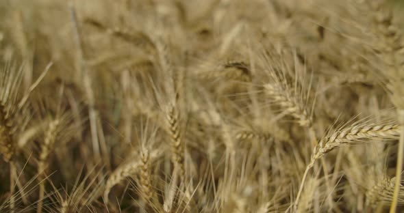 Wheat Field 03