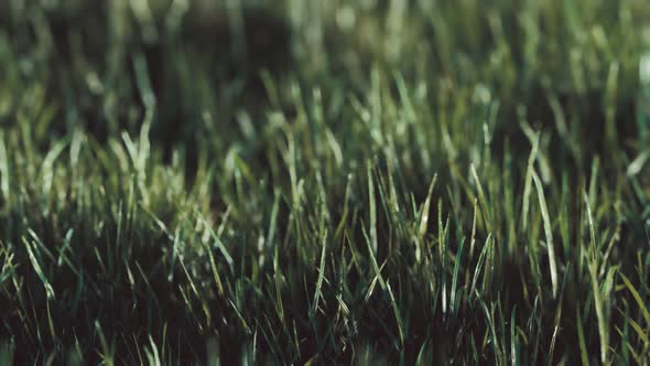 Close Up of Fresh Thick Grass in the Early Morning