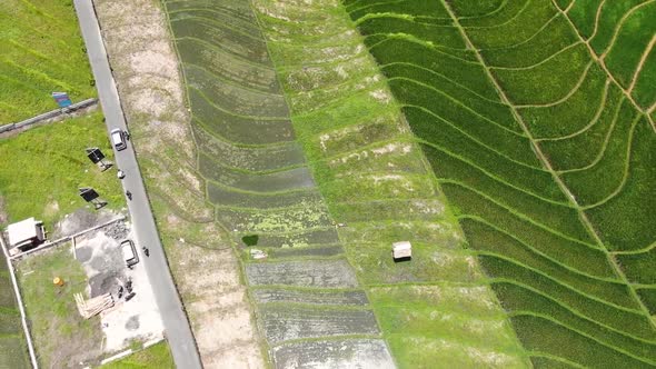 Aerial view of patterned Asian rice fields in Canggu Bali with an intersecting narrow road