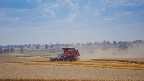 Harvesting wheat on golden field. Combiner plow big field at farm