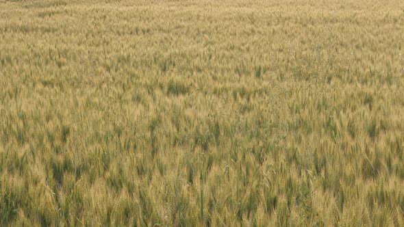 Field of common  wheat Triticum aestivum 4K video