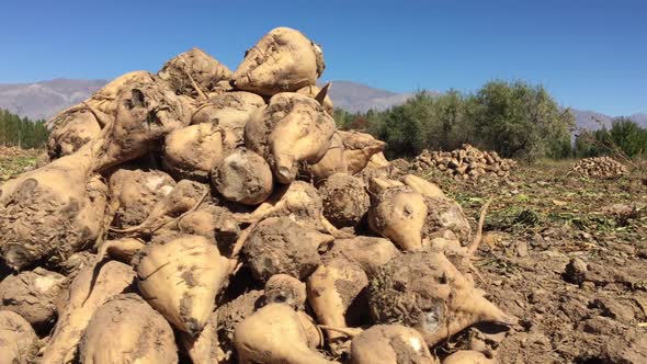 Sugar Beet Pile At The Field After Harvest