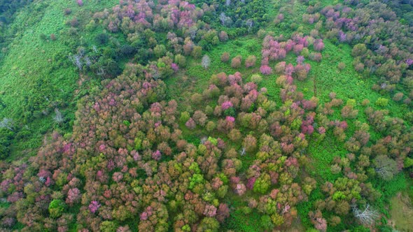 Beautiful pink flower in natural wild, Wild Himalayan Cherry Blooming Tree