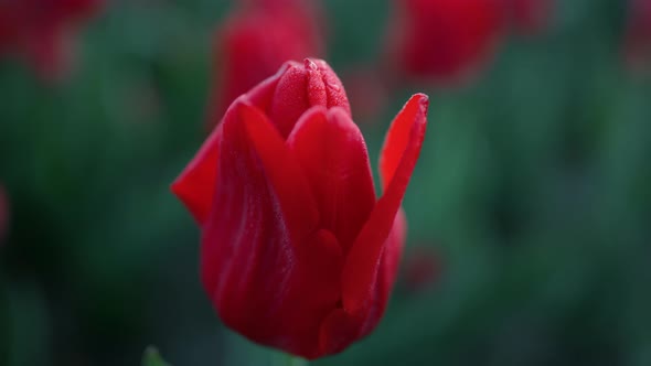 Closeup Bright Flower Petals Outdoors