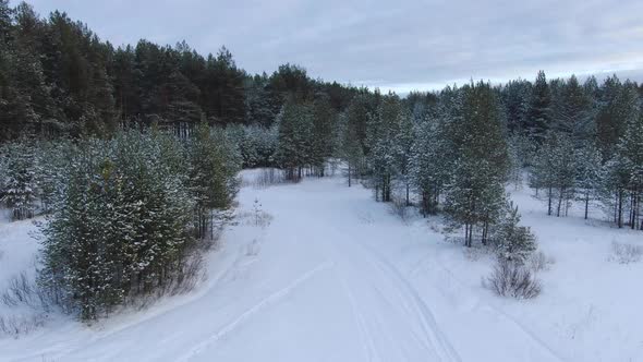 Flight Over a Taiga Forest in Winter