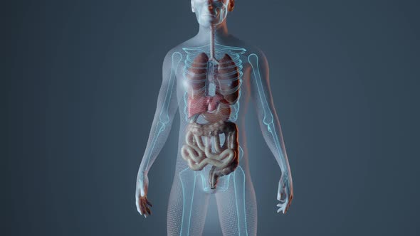 Anatomy of Heart in Male Body