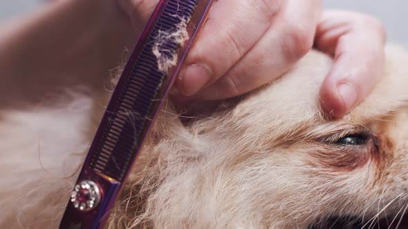 Groomer Cuts Fur at Ear of Pomeranian with Scissors Closeup