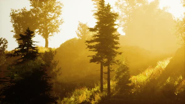 Depth of Coniferous Forest with Magical Sunlight Passing Between the Trees