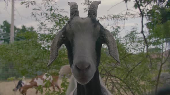 Portrait of Goat Sniffing at Camera