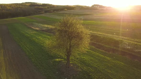 Big green tree growing alone in spring field in orange evening sunlight at sunset.